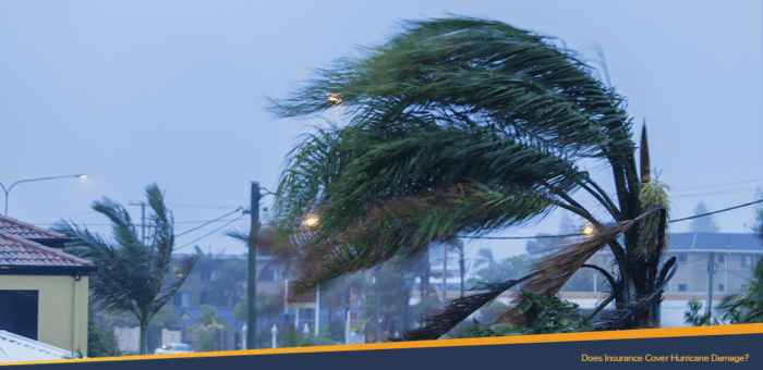Strong hurricane that sways the coconut trees leaves